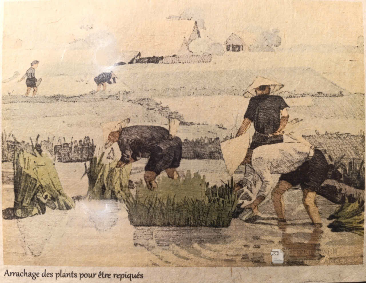 Poster on Dó lụa paper - Trồng lúa