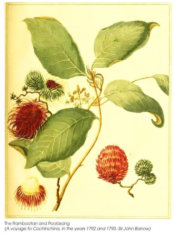 Postcard on Dó paper - Chôm chôm